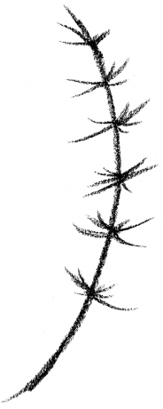 Larch 1